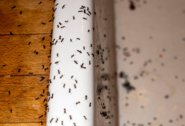 Best Pest Inspection Near Me  in Peralta, NM