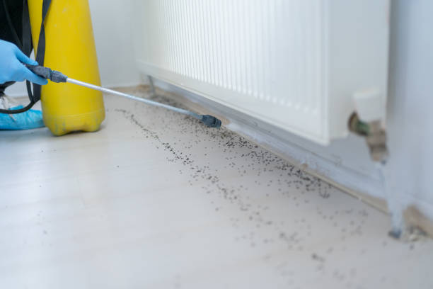 Best Wasp Removal Services  in Peralta, NM