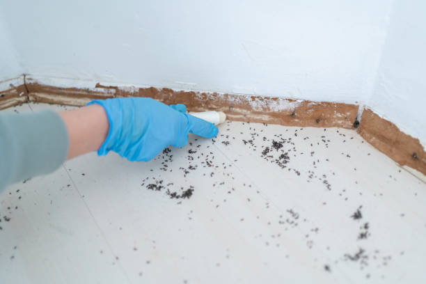 Best Pest Control for Homes  in Peralta, NM